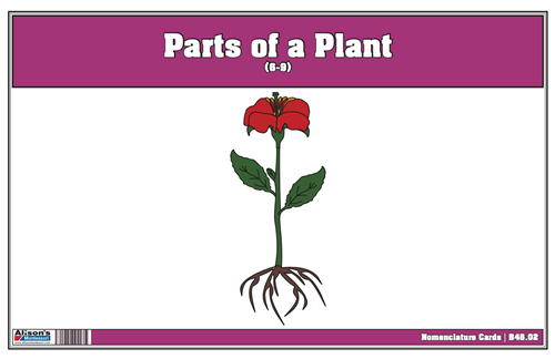 Part of a Plant Nomenclature Cards 6-9 (Printed)