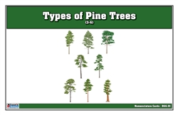 Types of Pine Trees Nomenclature Cards  3-6 (Printed)