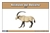 Desert Animals Nomenclature Cards (Spanish)