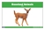 Grassland Animals Nomenclature Cards (Printed)