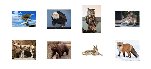 Mountain Animals