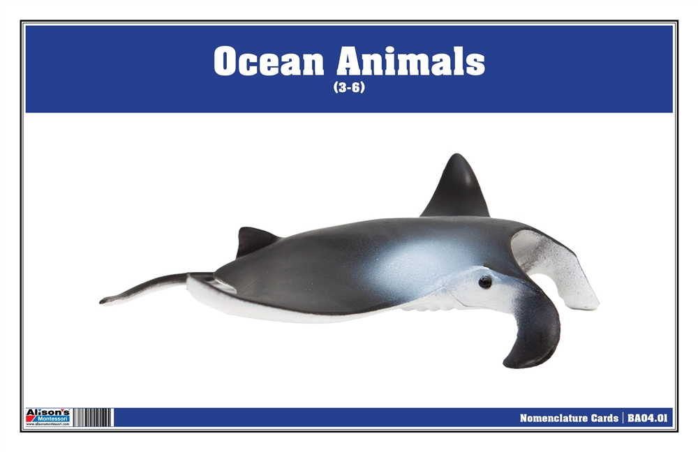 Ocean Animals Nomenclature Cards (Printed)