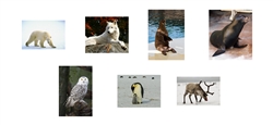 Polar Region Animals