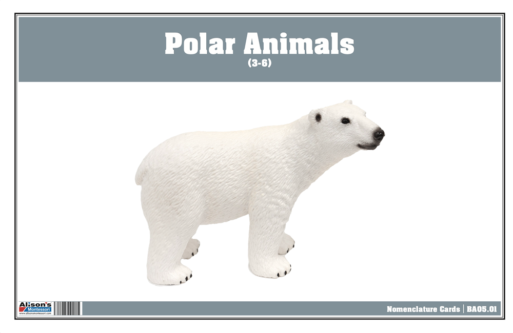 Polar Region Animals Nomenclature Cards (Printed)