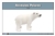 Polar Region Animals Nomenclature Cards (Spanish)