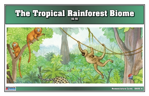 Tropical Rainforest Biome Nomenclature Cards (6-9)