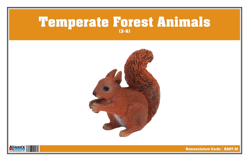 Temperate Forest Animals Nomenclature Cards (Printed)