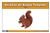 Temperate Forest Animals Nomenclature Cards (Spanish)