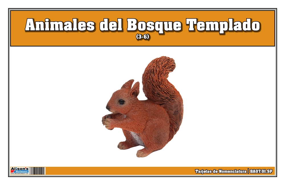 Temperate Forest Animals Nomenclature Cards (Spanish)