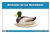 Wetlands Animals Nomenclature Cards (Spanish)
