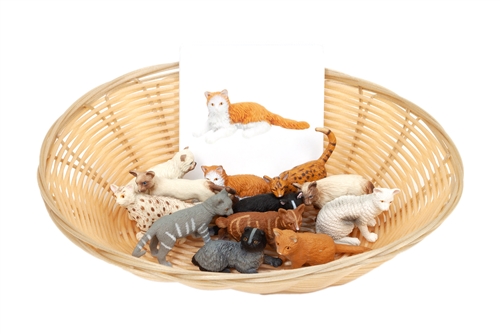 Object to Picture Matching: Domestic Cats