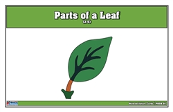 Parts of a Leaf Puzzle Nomenclature Cards (3-6) (Premium Quality))