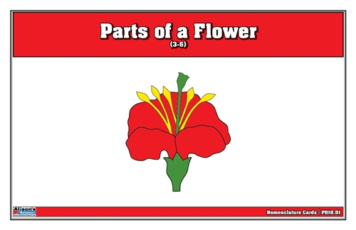 Parts of a Flower (Printed)