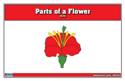 Parts of a Flower Puzzle Nomenclature Cards (6-9) (Premium Quality)