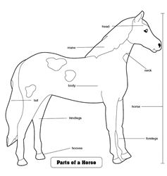 Parts of a Horse Puzzle Control Chart (Premium Quality)