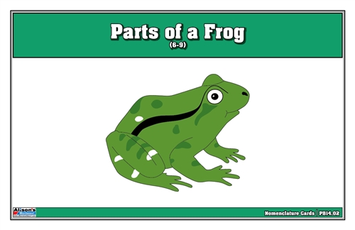 Parts of a Frog Puzzle Nomenclature Cards (6-9)
