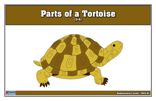 Parts of a Turtle (Printed)