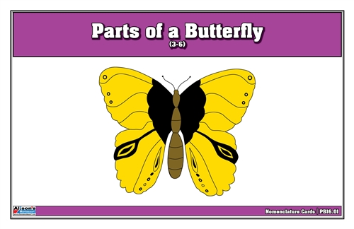 Parts of a Butterfly (Printed)
