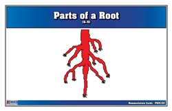 Parts of a Root Puzzle Nomenclature Cards (6-9) (Premium Quality)
