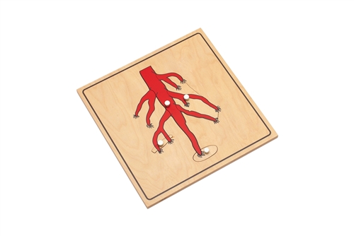 Parts of a Root Puzzle with Nomenclature Cards (3-6) (Premium Quality)