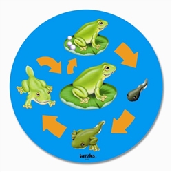 Life Cycle of a Frog