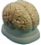 Human Brain Model