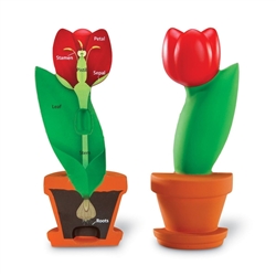 Cross-Section Flower Model