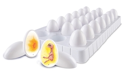 Chick Life Cycle