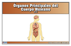 Tarjetas de Nomenclatura de Órganos Principales del Cuerpo Humano (Printed)