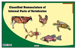 Classified Nomenclature Cards of Internal Parts of Vertebrates (Printed)