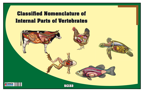 Classified Nomenclature Cards of Internal Parts of Vertebrates (Printed)