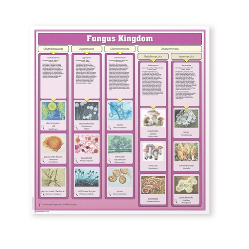 Fungi Kingdom Chart