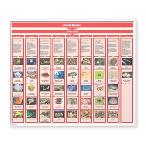 Animalia Kingdom Charts  with Cards