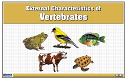 Classified Nomenclature Cards of External Parts of Vertebrates (Printed)