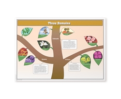 The Three Domains