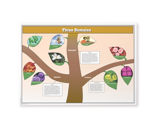 The Three Domains