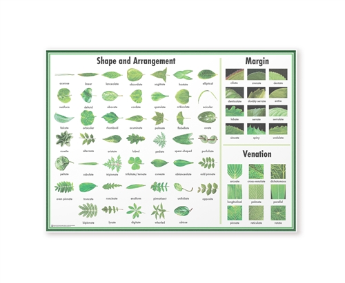 Leaf Chart