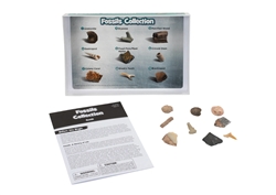 Fossil Collections