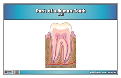 Parts of a Human Tooth 3-6 (Printed)