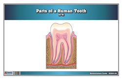 Parts of a Human Tooth 6-9 (Printed)