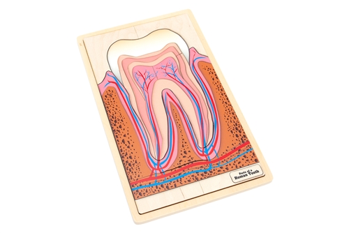 Parts of a Human Tooth Puzzle with Nomenclature Cards (3-6)