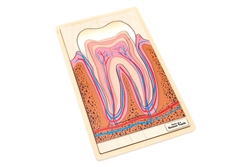 Parts of a Human Tooth Puzzle with Nomenclature Cards (6-9)