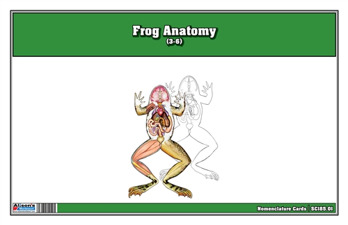 Frog Anatomy (3-6) (Printed)