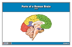 Parts of a Human Brain 3-6 (Printed)