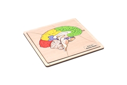 Parts of a Human Brain Puzzle with Nomenclature Cards (3-6)