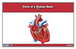 Parts of a Human Heart 3-6 (Printed)