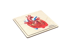 Parts of a Human Heart (Complete Set)