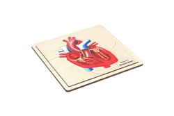 Parts of a Human Heart Complete Set