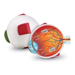 Cross Section Eye Model
