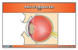 Parts of a Human Eye 3-6 (Printed)
